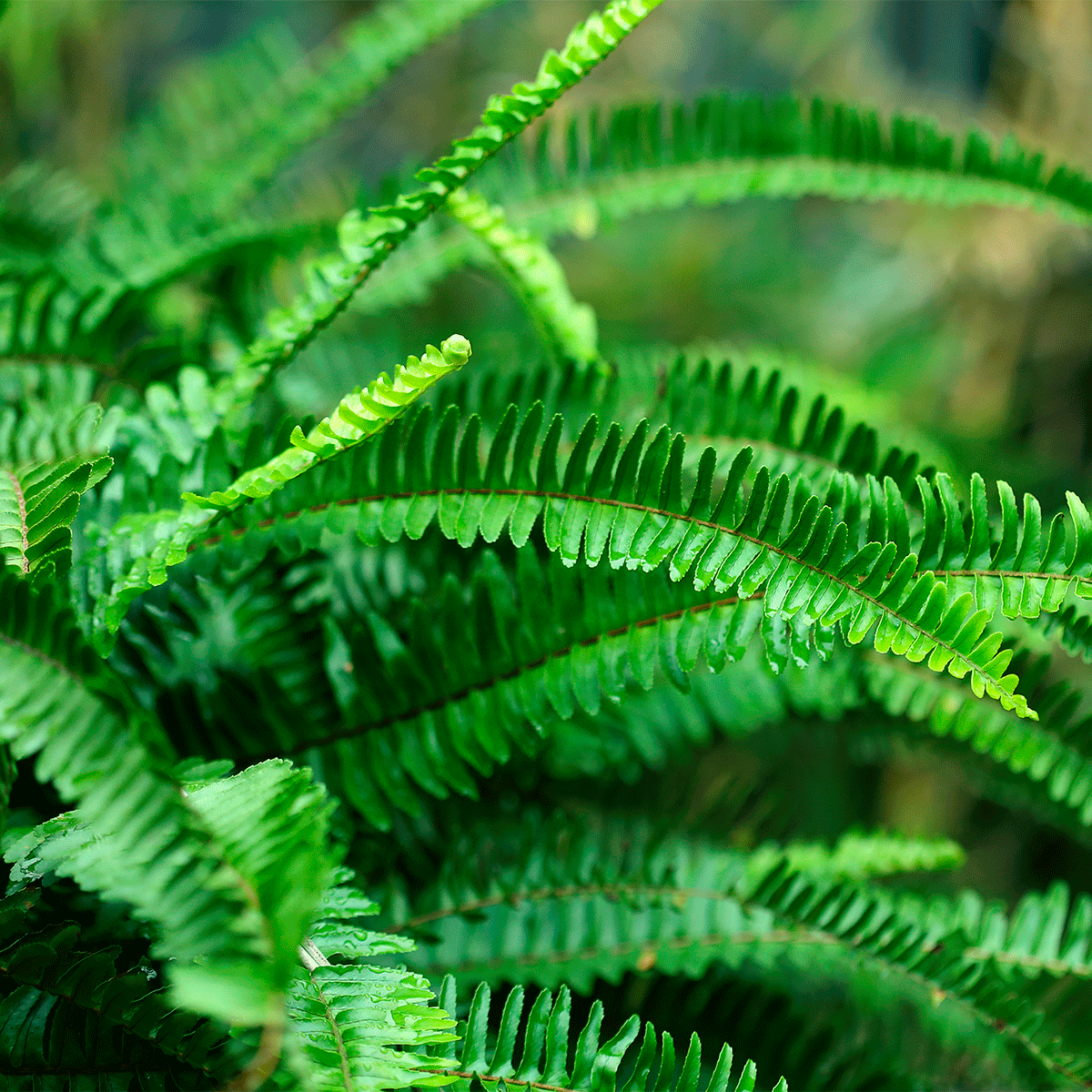 green ferns for pest control