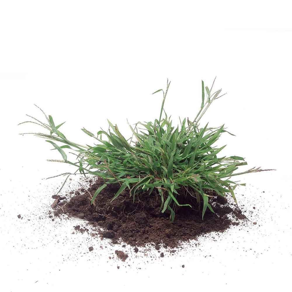 How to grow greener grass magic bullet # 3. Kill crabgrass before it spreads