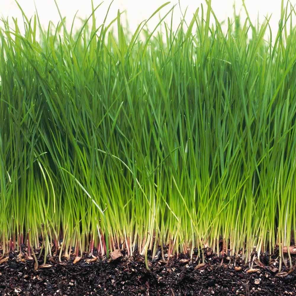 Learn How to Grow Greener Grass With These 12 Pearls of Wisdom