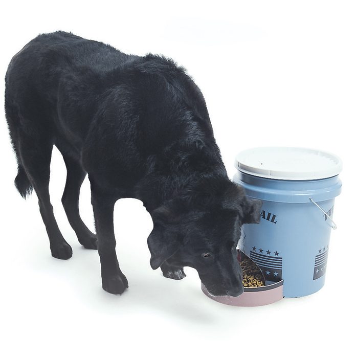 5-gallon bucket dog feeder