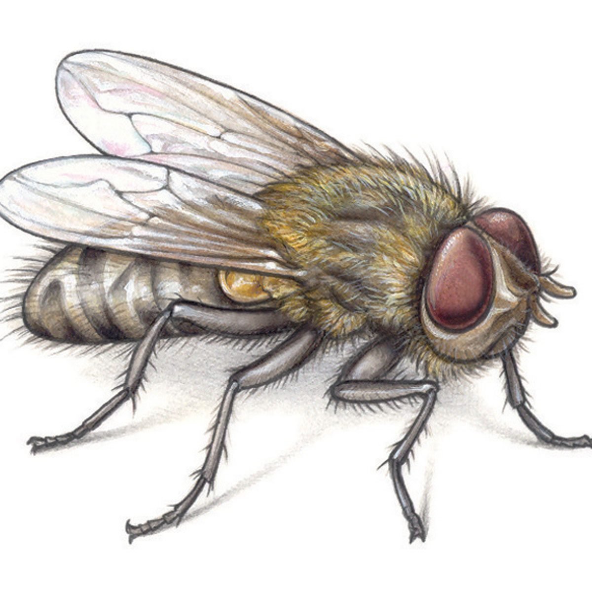 10 Effective Ways to Get Rid of Houseflies at Home Naturally and Safely