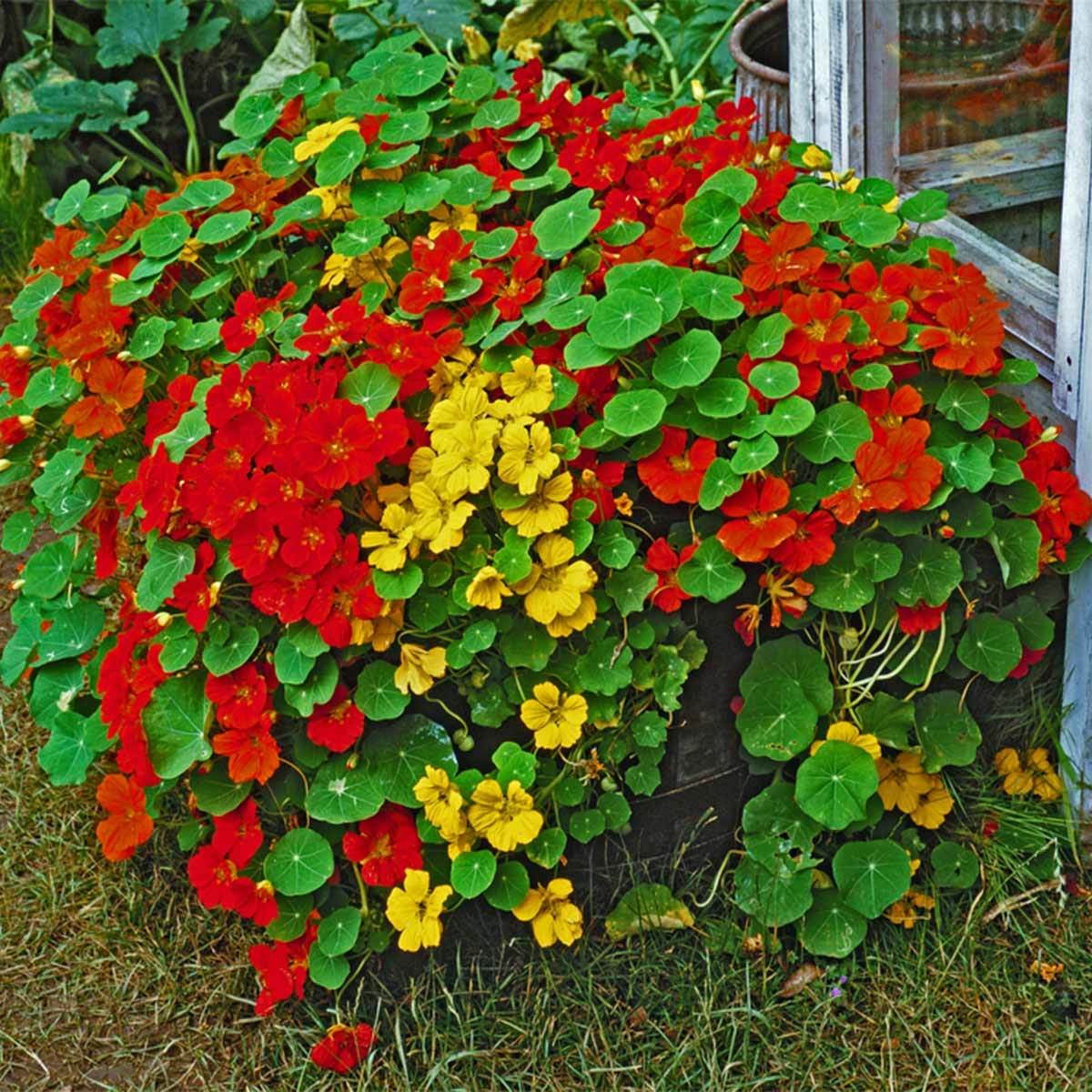 Nasturtium