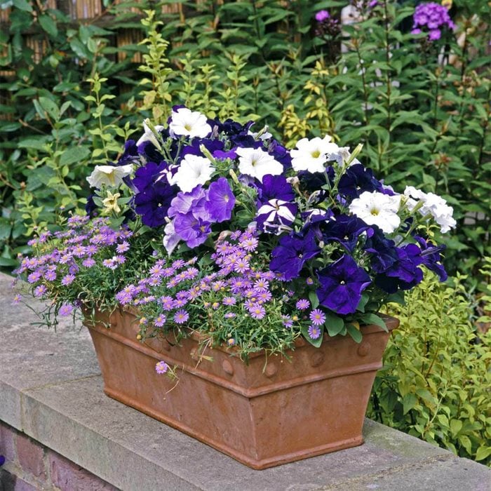 Petunias with Asters