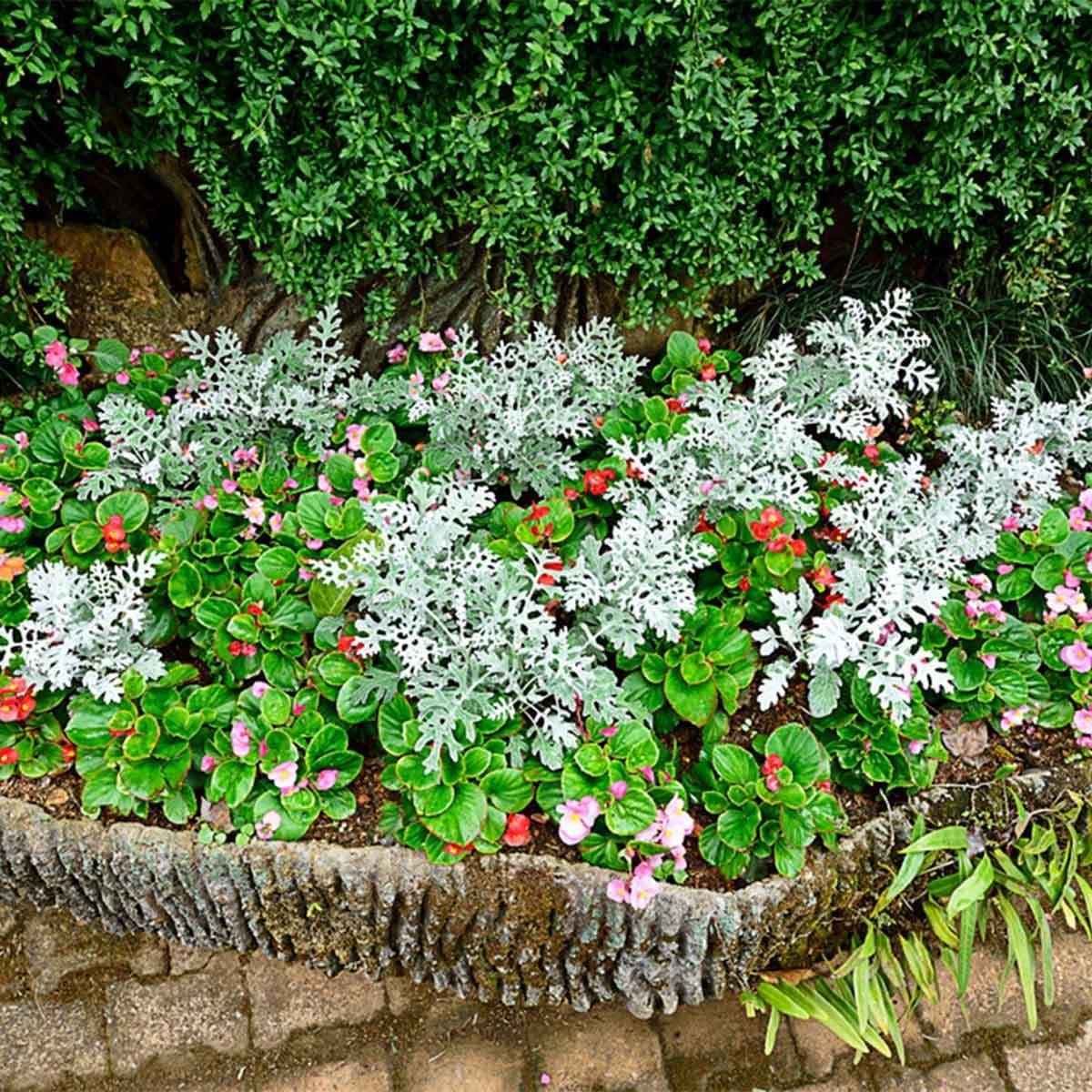 Begonias and Dusty Miller