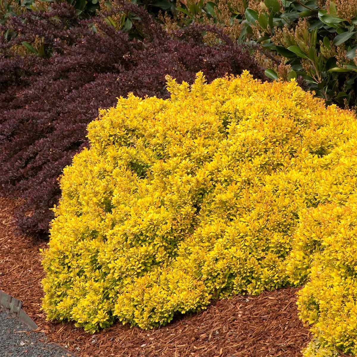 Golden Nugget Barberry