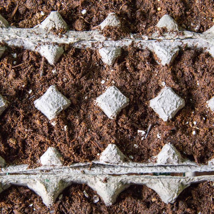 Seeds planted in egg cartons how to grow seeds indoors