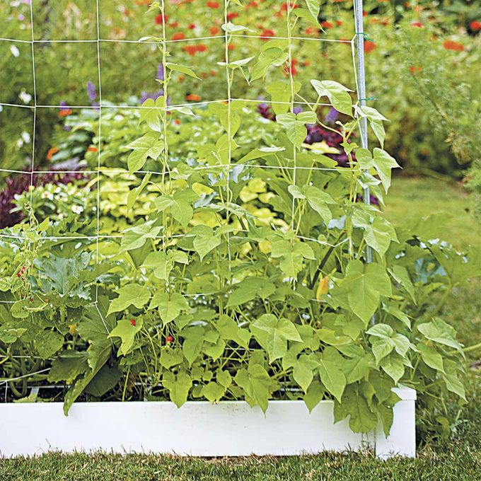 square foot gardening with trellis