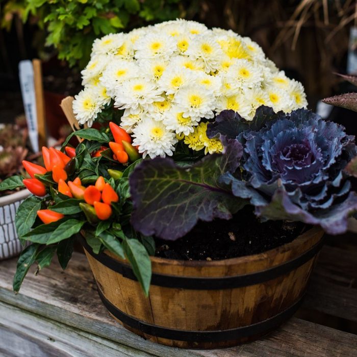 Classic Fall Container Garden Courtesy @donaromasmv Via Instagram