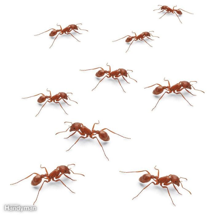 red ants