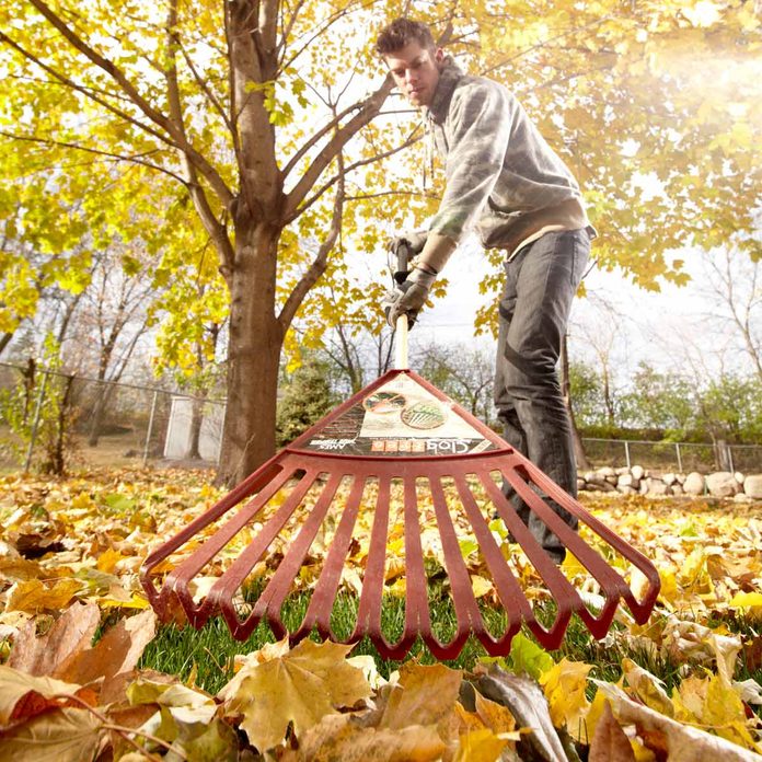 FH12OCT_532_58_039 rake raking fall leaves