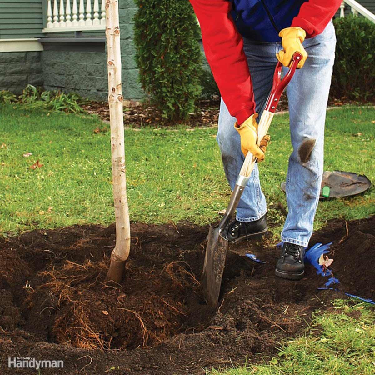 Tree, tree planting, shovel, digging, dig