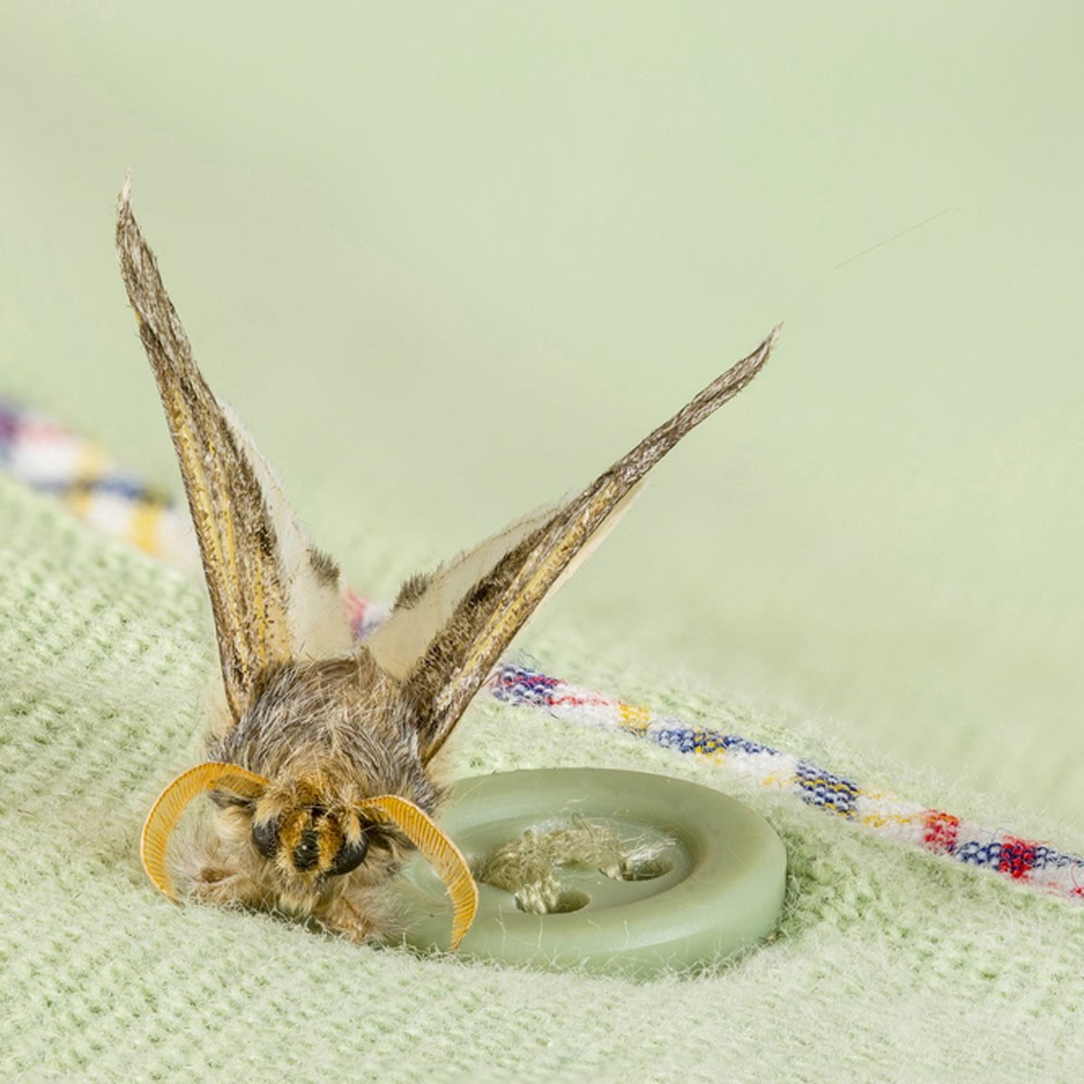 Worried About Moths? Deny Them Access