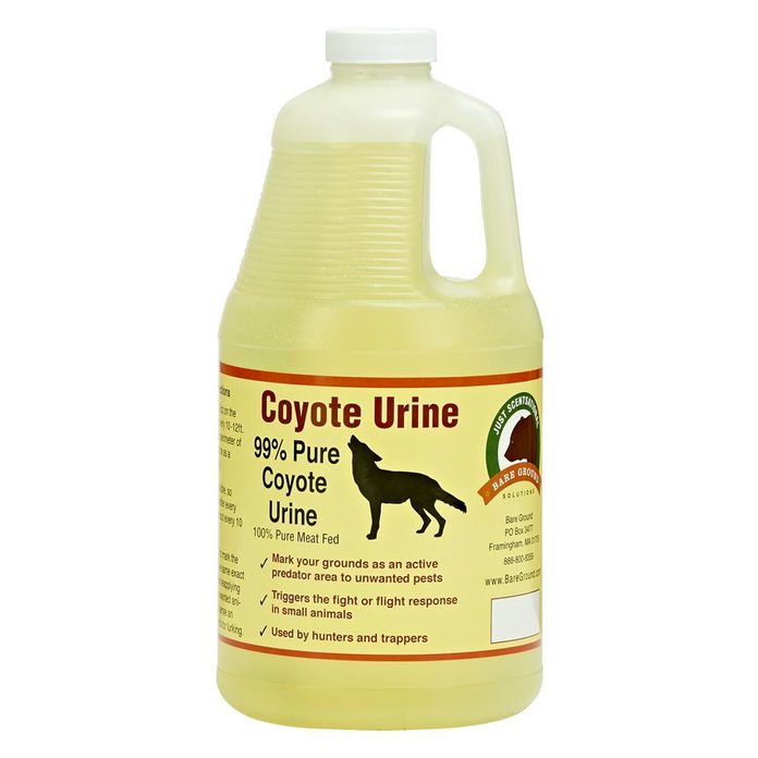 dfh17aug028_coyote-urine buy at home depot