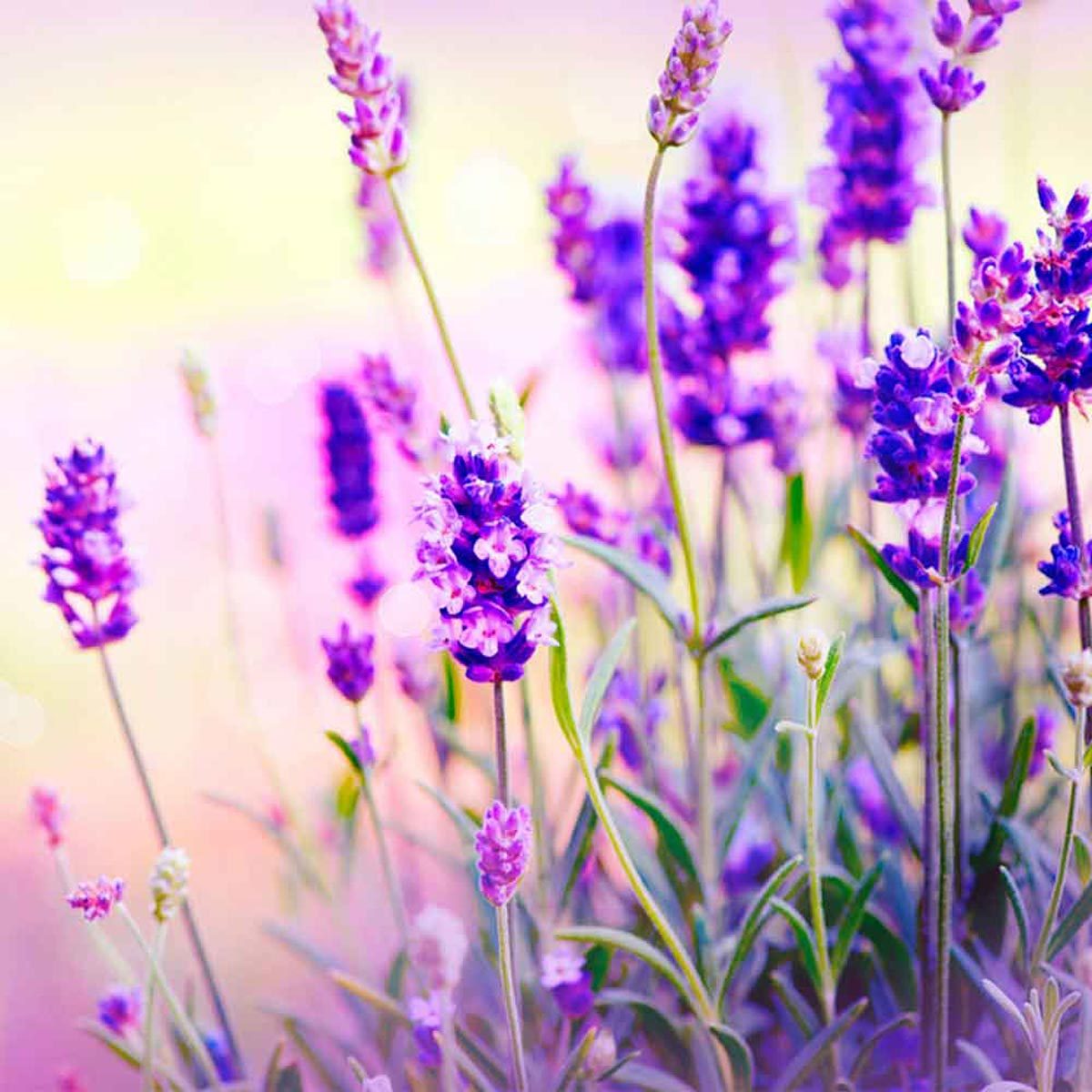 wildflowers lavender