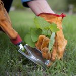 12 Types of Grass and Garden Weeds (and How to Remove Them)