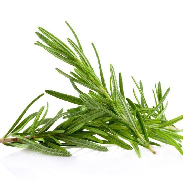 rosemary herbs