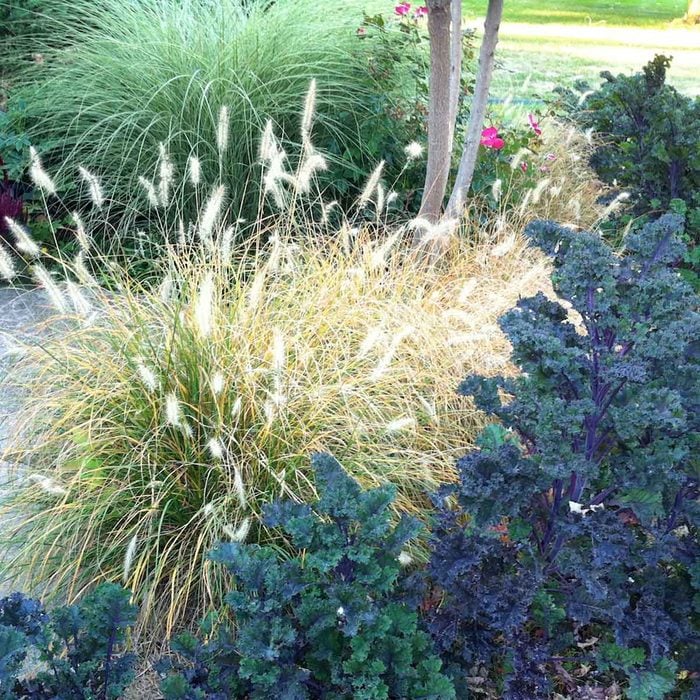 img_2568 Fountain ornamental Grass with kale