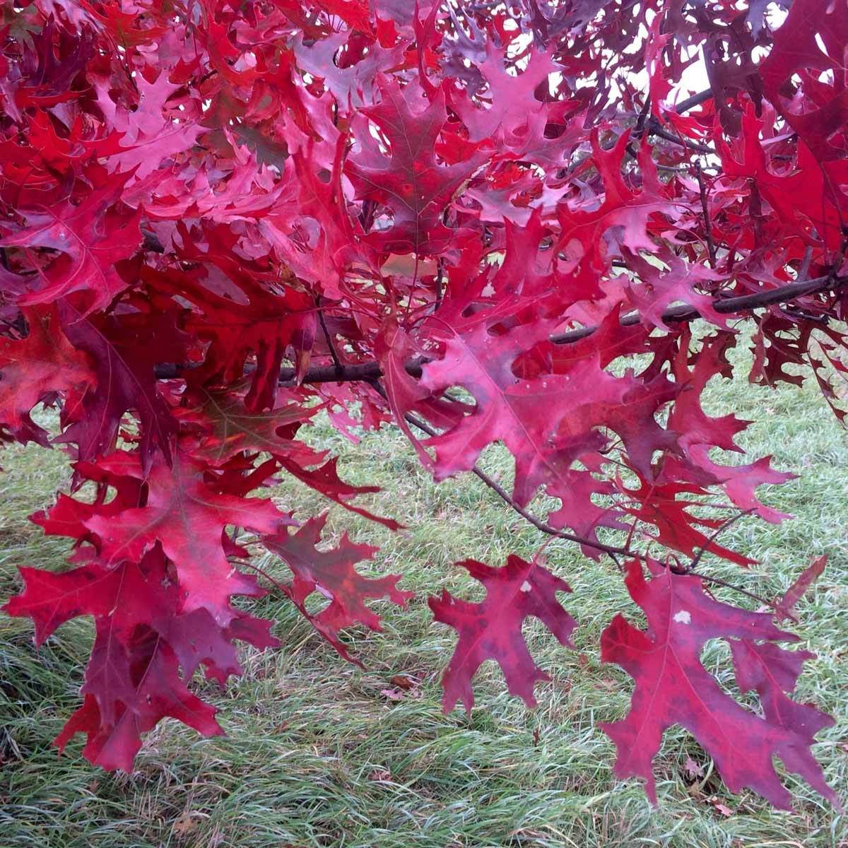 Scarlet oak