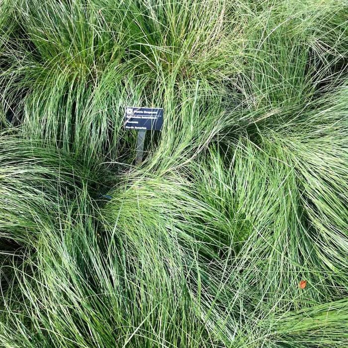 Prairie Dropseed ornamental grass