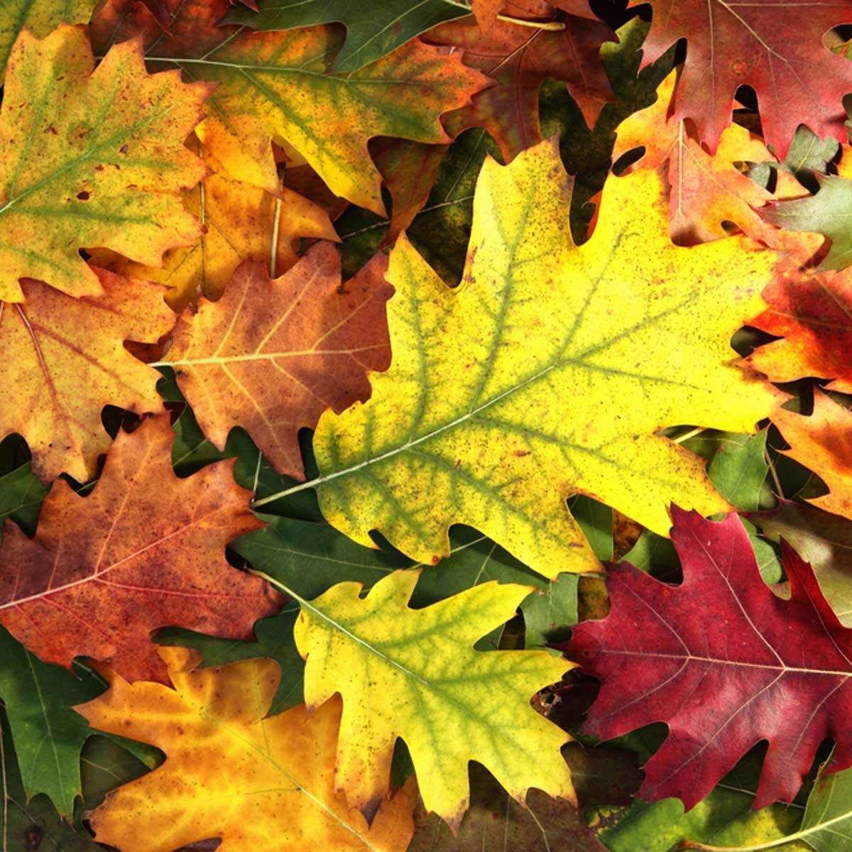 Good Front Yard Trees: Red oak