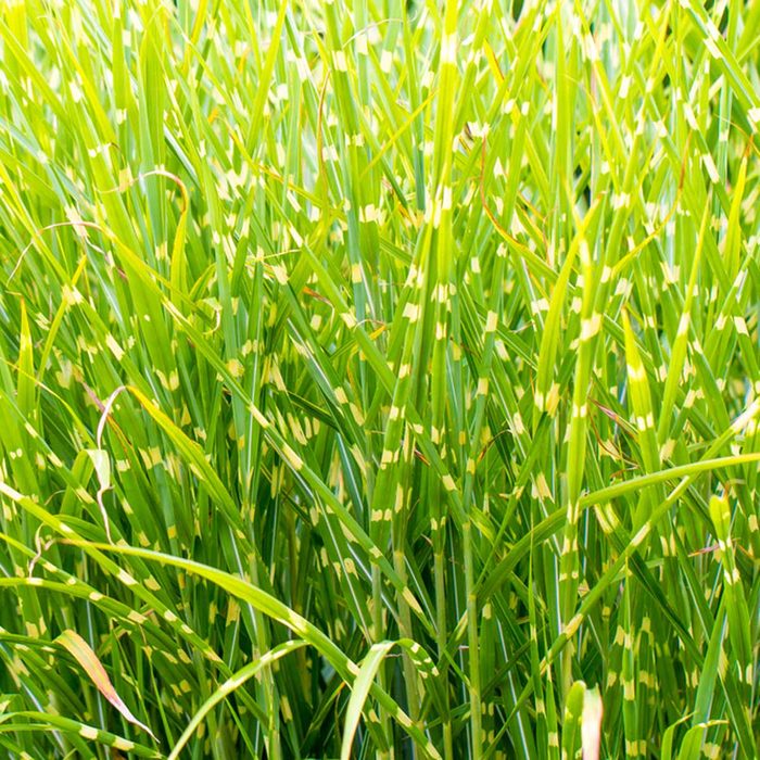 shutterstock_162723125 porcupine ornamental grass
