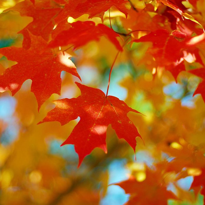 shutterstock_203145637 sugar maple tree leaves fall foliage