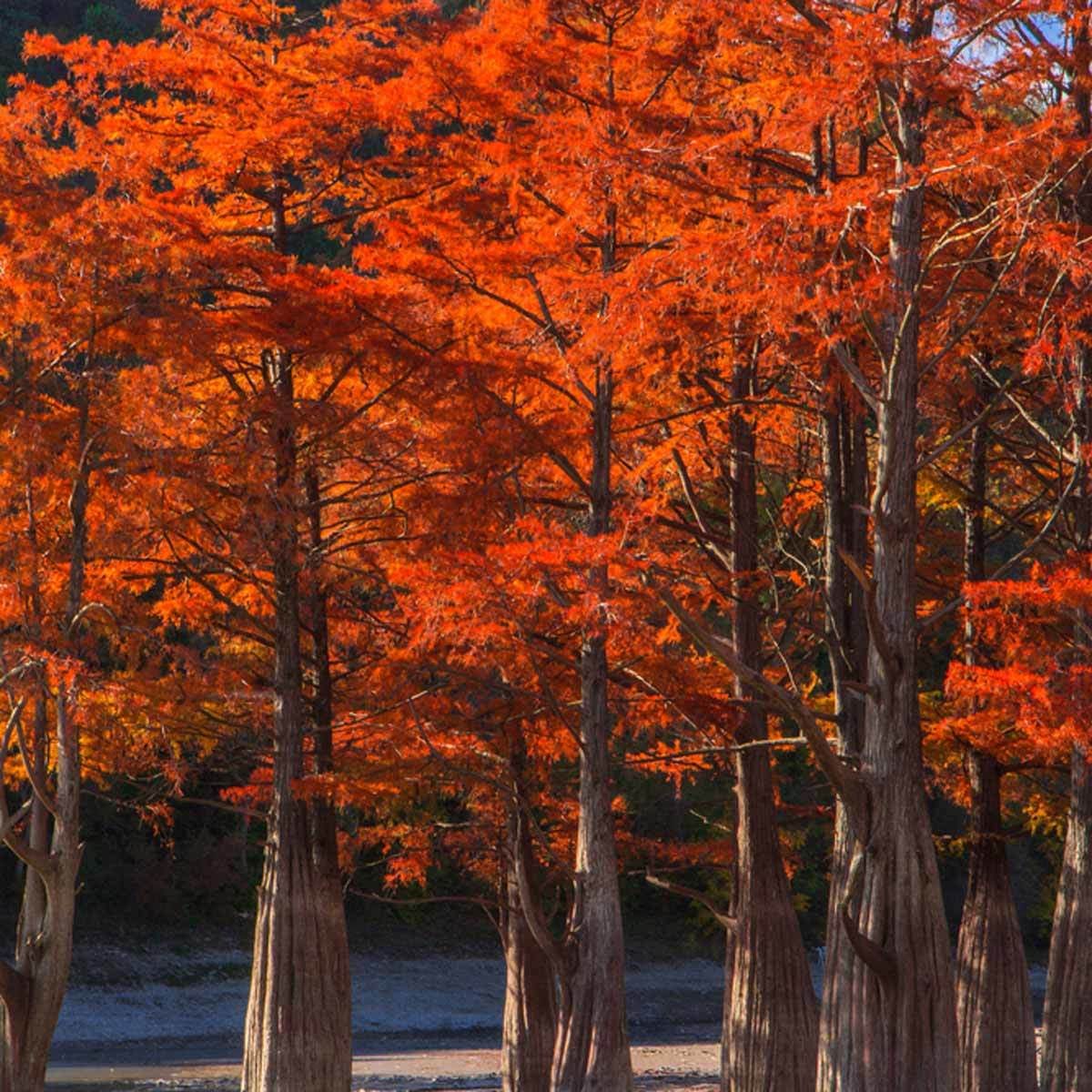 Bald Cypress