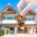 How to Handle a Cockroach Infestation