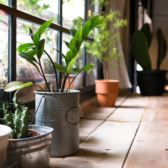 dfh1_shutterstock_240381874 house plants green house gardening