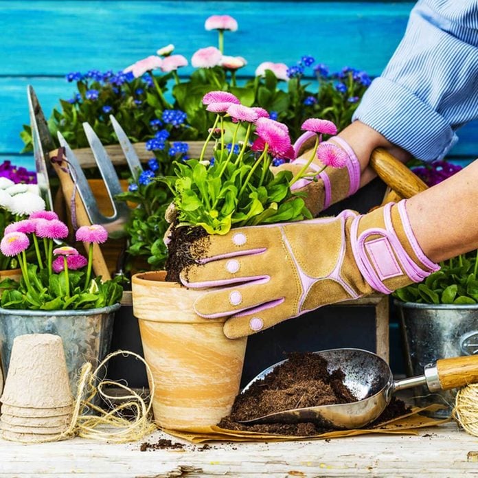 dfh6_shutterstock_270149396 gardening plants flowers terra-cotta pots repotting