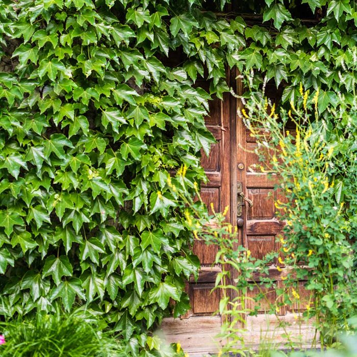 shutterstock_672209434 hidden doorway with vines ivy