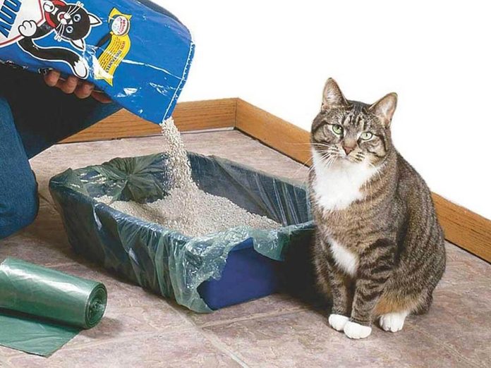 kitty litter cat box litter box