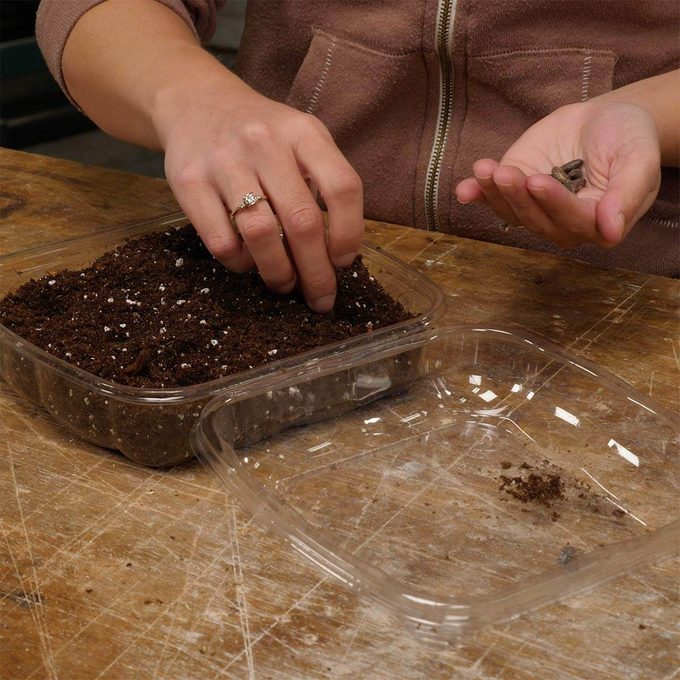 planting seeds in plastic clamshell container