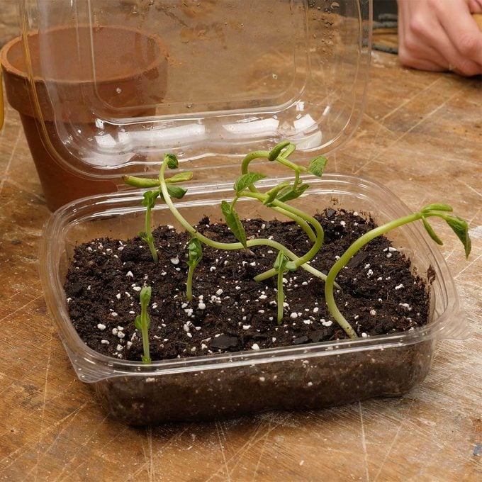 seedlings growing in plastic clamshell container from salad bar