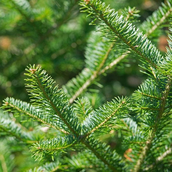 balsam-fir-shutterstock_168450836 christmas tree species