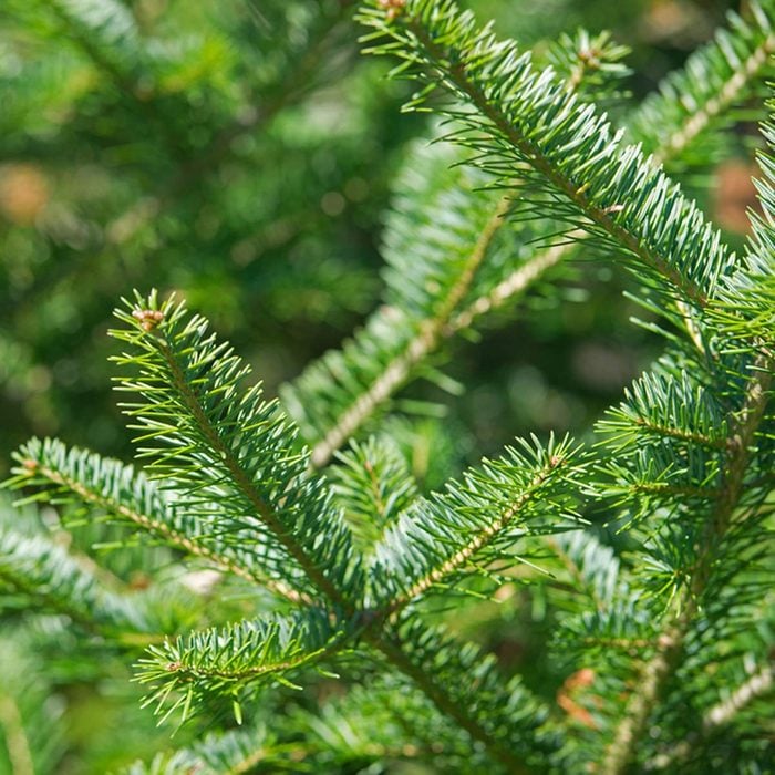 Balsam fir (Abies balsamia)