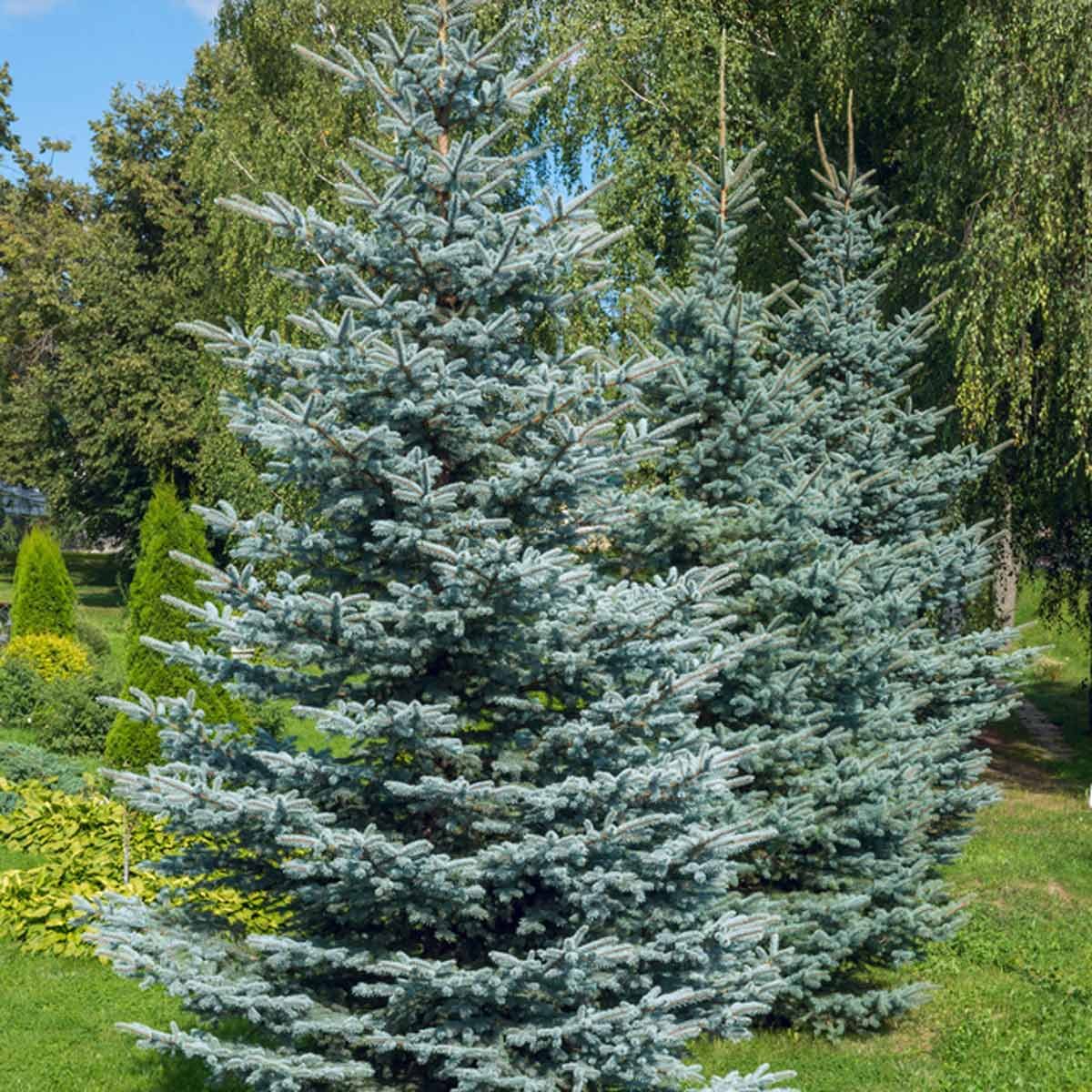 Colorado blue spruce (Picea pungens)