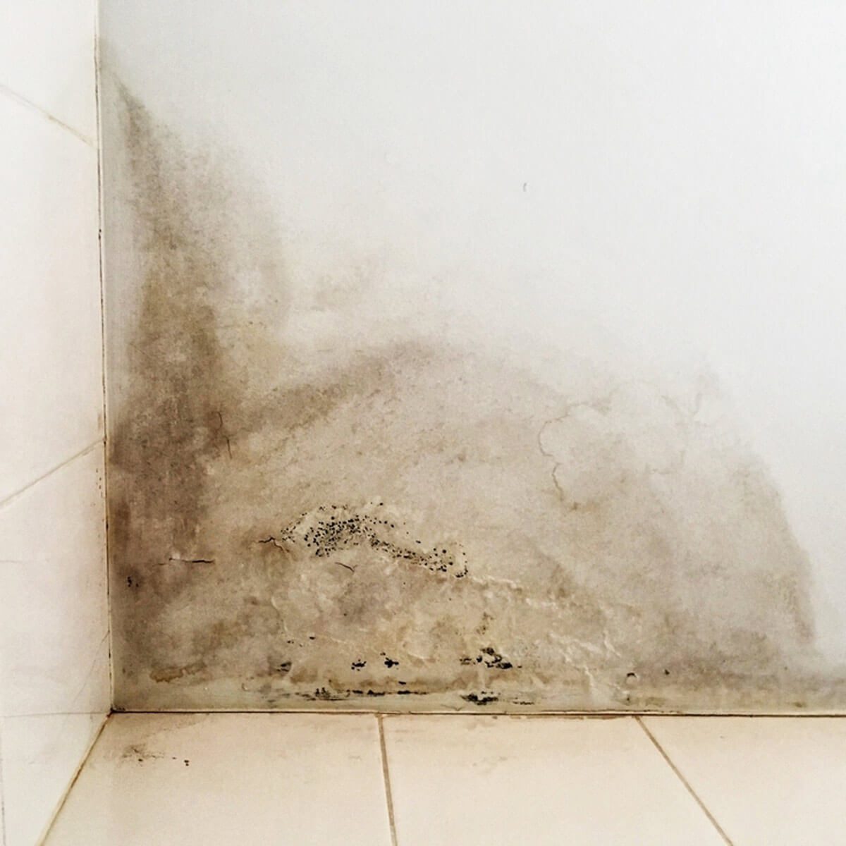 Inspect for Serious Issues like Mold