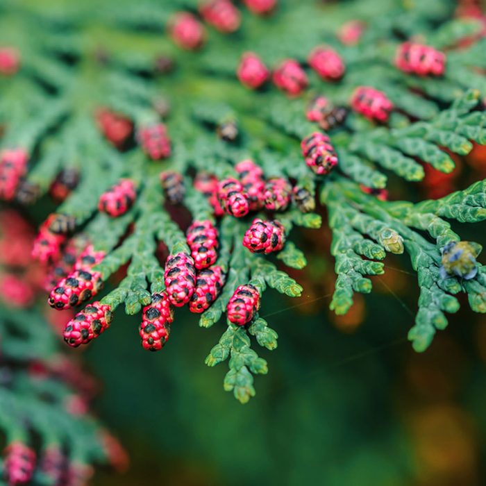 eastern-red-cedar-shutterstock_407650192