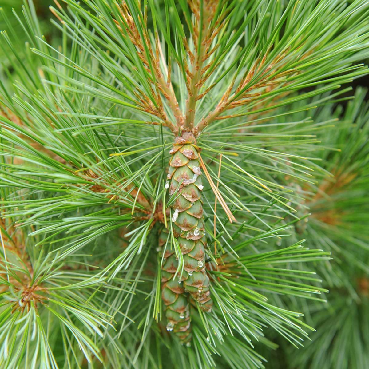 Eastern white pine (Pinus strobus)