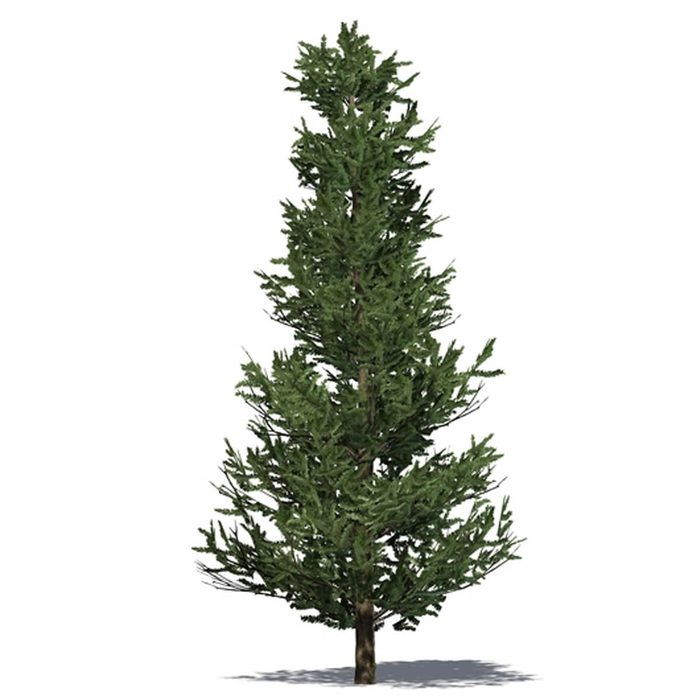 fraser-fir-shutterstock_333852692 christmas pine tree