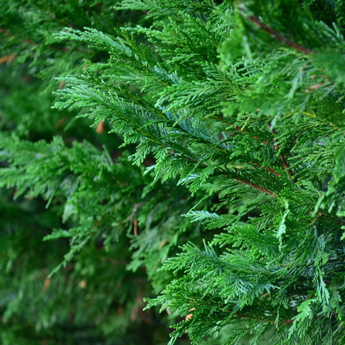 Leyland cypress (Cupressus leylandii)