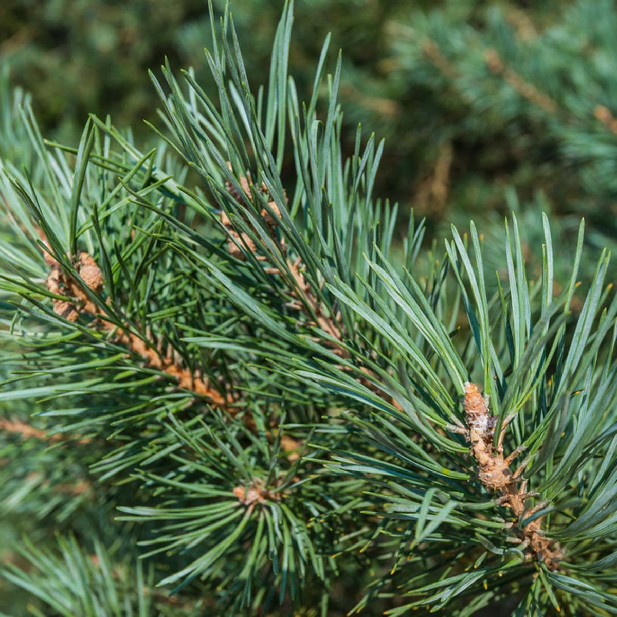 Scots or Scotch pine (Pinus sylvestris)