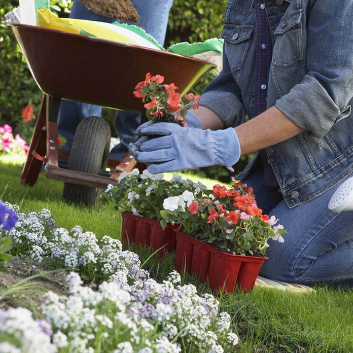 shutterstock_120294940 plant flowers gardening