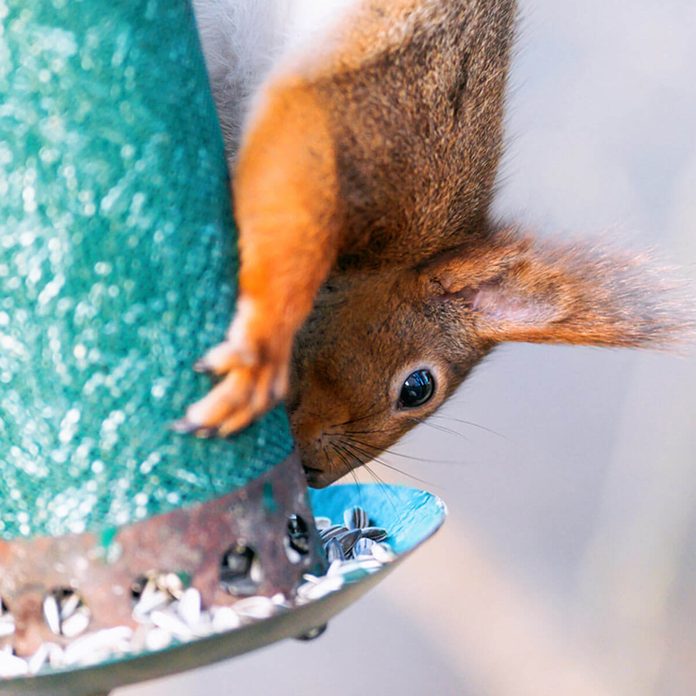 squirrel bird feeder