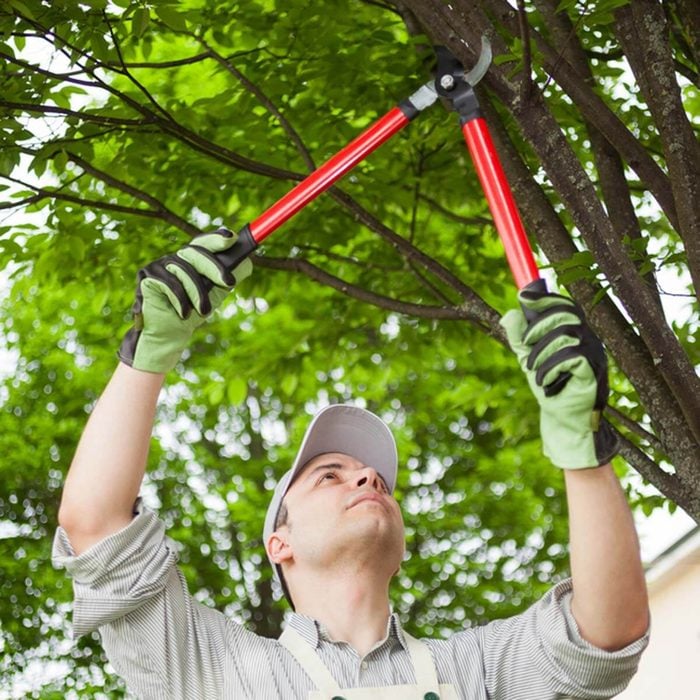 shutterstock_221622679 pruning trees trimming