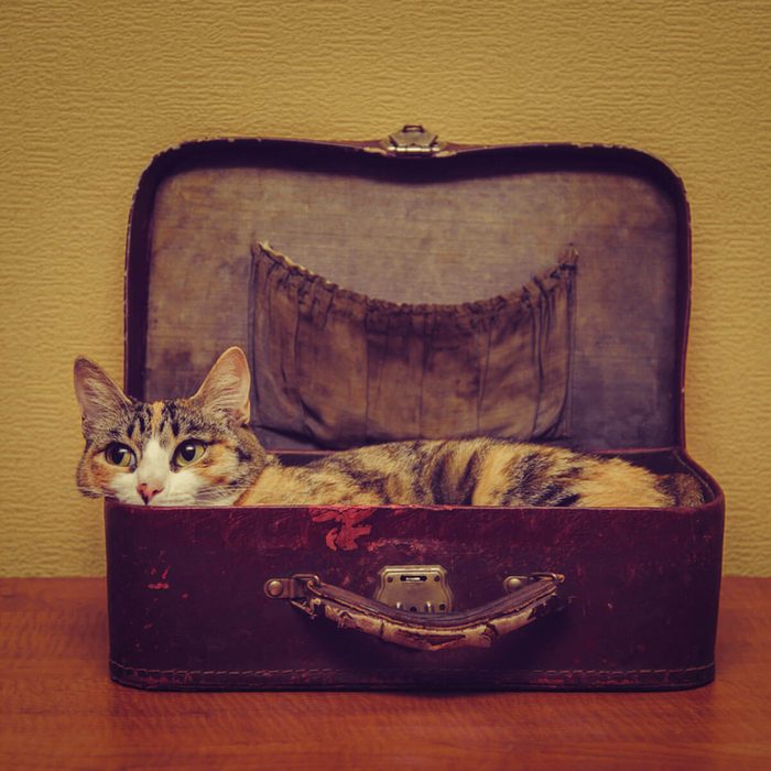 Cat Furniture: Recycled Suitcase Bed