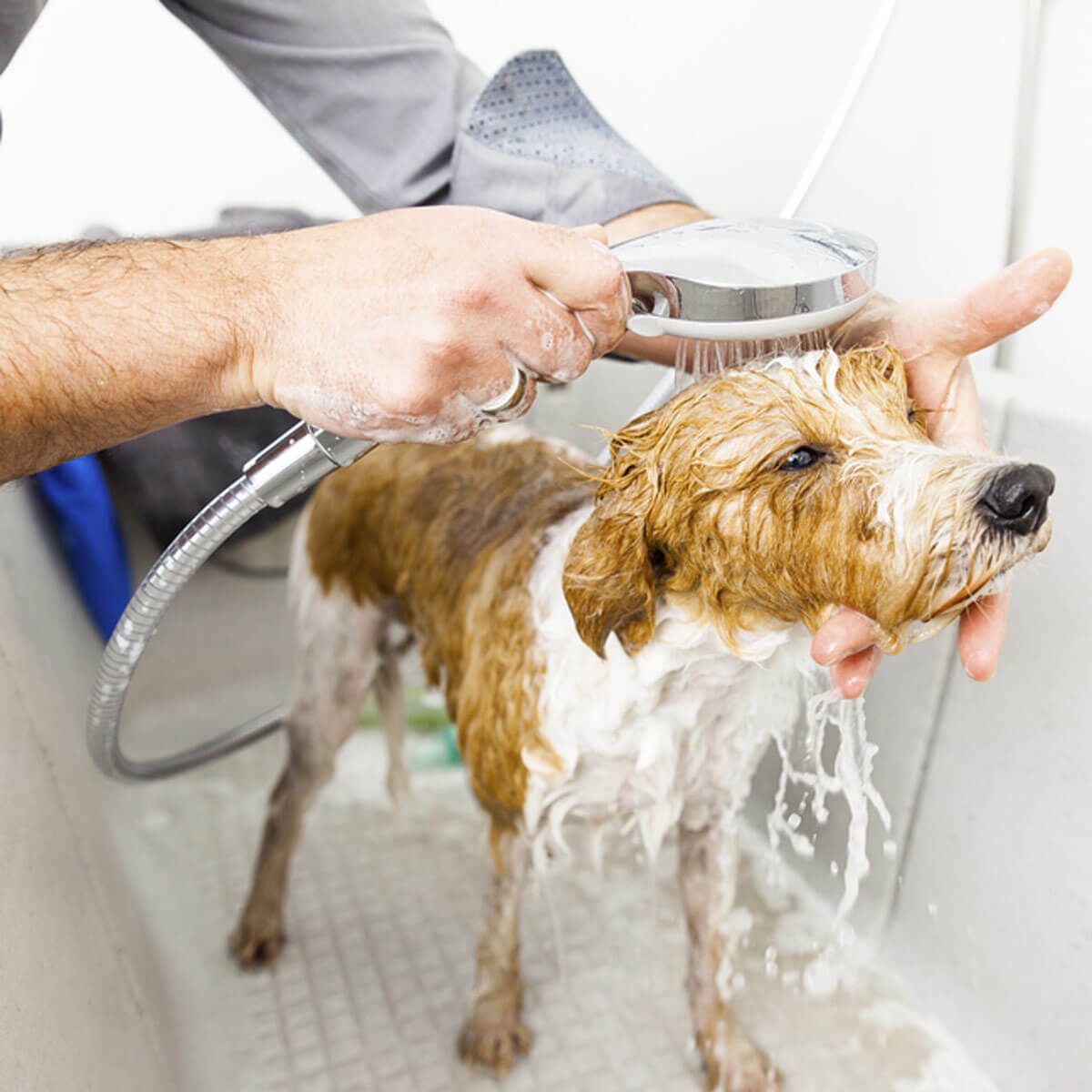 Bathe Your Dog Inside