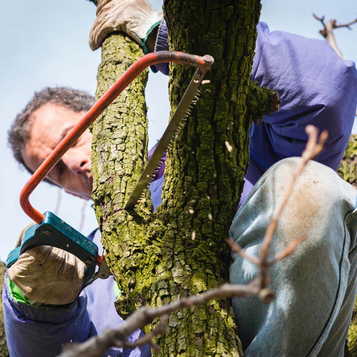 Trim Branches