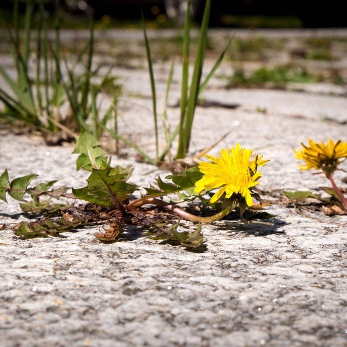 Weeds dandelions